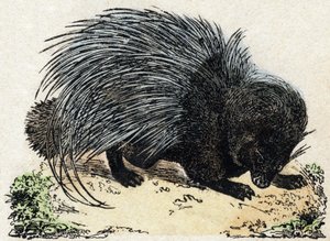 Porc-épic. Gravure dans "Alphabet des animaux sauvages". 9e Série. Imagerie d