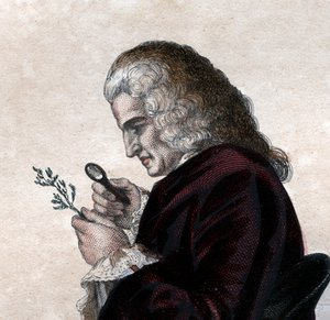 Portrait de Bernard de Jussieu (1699-1777), naturaliste français - French School