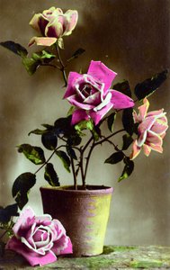 Rosier en pot c.1898 - French School