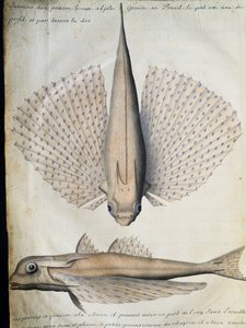 Profil et dos du poisson ailé, Grande Île, Brésil, aquarelle du journal de bord de Jacques Gouin de Beauchesne (1652-1730), capitaine de la Compagnie royale de la Mer du Sud, de 1698 à 1701, France