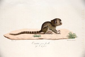 Ouistiti pygmée, de Histoire Naturelle des Mammifères, avec des figures originales, par Étienne Geoffroy Saint-Hilaire & Frédéric Cuvier, 1824-42 - French School