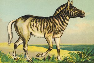 Q comme Quagga (ou couagga, sous-espèce de zèbre éteinte en 1883) - French School