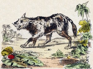 Quachy (espèce de chien lion d