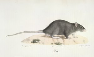 Rat, de Histoire Naturelle des Mammifères - French School