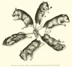 Rats trouvés à Strasbourg en 1683