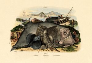 Raies, 1833-39