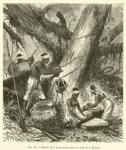Recolte de la gutta percha dans une foret de la Malaisie - French School