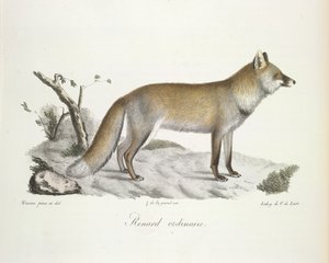 Renard ordinaire, de Histoire Naturelle des Mammifères