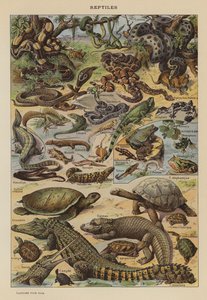 Reptiles - French School