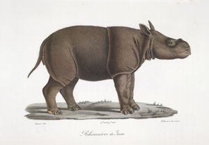 Rhinocéros de Java, de Histoire Naturelle des Mammifères