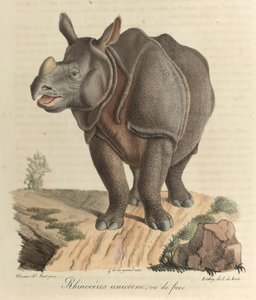 Rhinocéros unicorne. Un rhinocéros, de 