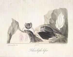 Rhinolophe bifer. Chauves-souris vampires, de Histoire Naturelle des Mammifères - French School