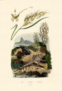 Riz, 1833-39 - French School