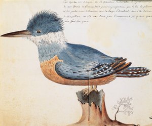 Martin-pêcheur à collier (Megaceryle torquata), Elizabeth Bay, détroit de Magellan, aquarelle du journal de bord de Jacques Gouin de Beauchesne (1652-1730), capitaine de la Compagnie royale de la Mer du Sud, de 1698 à 1701, France - French School