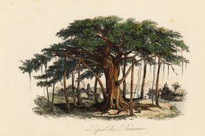 Figuier sacré, Ficus religiosa, également connu sous le nom d