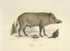Sanglier, mâle, de Histoire Naturelle des Mammifères - French School