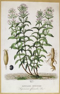 Saponaria officinalis, XIXe siècle - French School