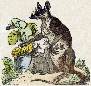 Sarigue (opossum). Gravure dans "Alphabet des animaux sauvages". 9e Série. Imagerie d