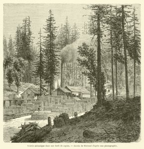 Scierie mécanique dans une forêt de sapins - French School