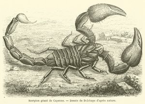 Scorpion géant de Cayenne