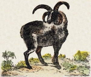 Mouton. Gravure dans "Alphabet des animaux sauvages". 9e Série. Imagerie d
