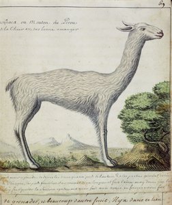 Moutons du Pérou (Lama ou Alpaga)