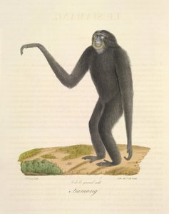 Siamang, de Histoire Naturelle des Mammifères - French School