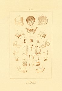 Squelette, 1833-39 - French School