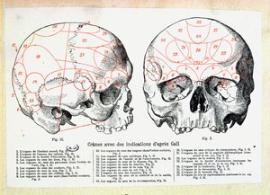 Crâne avec indications phrénologiques d