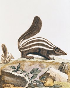 Moufette, de 
