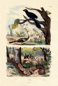 Ani à bec lisse, 1833-39