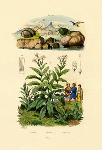 Escargots