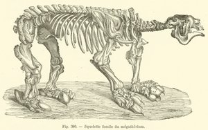 Squelette fossile du mégathérium - French School
