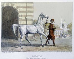 Stalon arabe, Bairaktar - French School