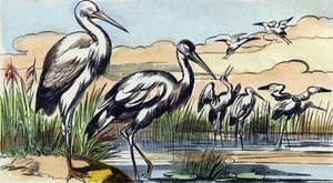 Cigogne. Gravure dans "Buffon Alphabet des Oiseaux n° 1". 3e Série n° 1. Imagerie d