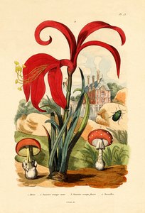 Altise rayée, 1833-39 - French School