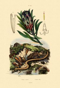 Protea