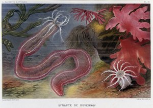 Sunapte de Duvernoy - dans « Le Monde de la Mer » par Alfred Fredol. éd. Paris, Hachette. - French School