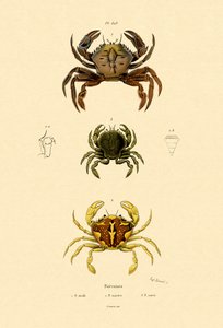Crabes nageurs - French School