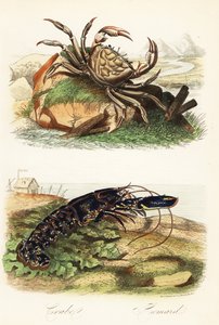 Crabe géant de Tasmanie, Pseudocarcinus gigas, et homard européen, Homarus gammarus