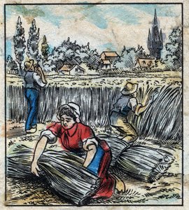 Textile, lin : agriculture. Récolte du lin qui est assemblé en bottes pour sécher. Gravure. Imagerie d