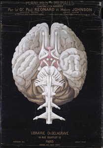 Le Cerveau, de Planches Murales d