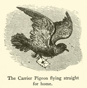 Le pigeon voyageur volant droit vers la maison - French School