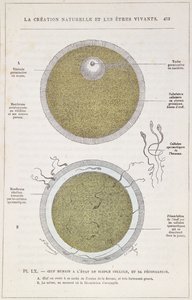 La Fécondation d