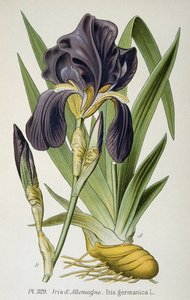 La fleur d