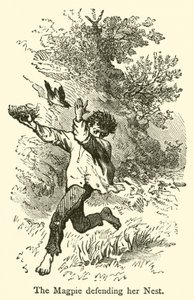 La pie défendant son nid (gravure)