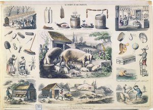 Le cochon et ses produits - French School