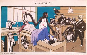 La revanche des animaux, caricature de vivisection, 1909 - French School