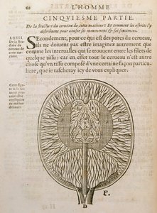 La Structure du cerveau, de De Homine Figuris par René Descartes publié à La Haye, 1662