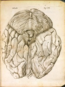 La Structure du Cerveau, de De Homine Figuris par René Descartes (1596-1650) publié à La Haye, 1662 - French School